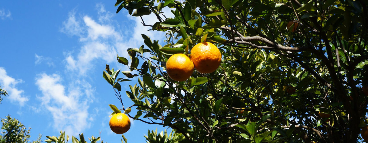 三余農園 柑橘類
