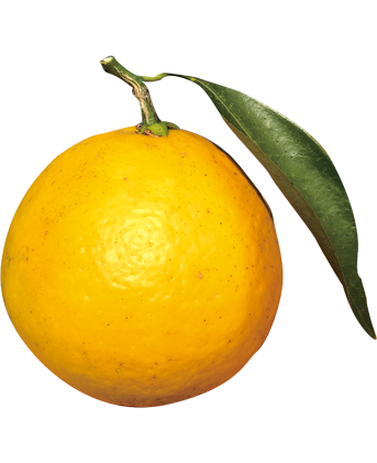 ニューサマーオレンジ