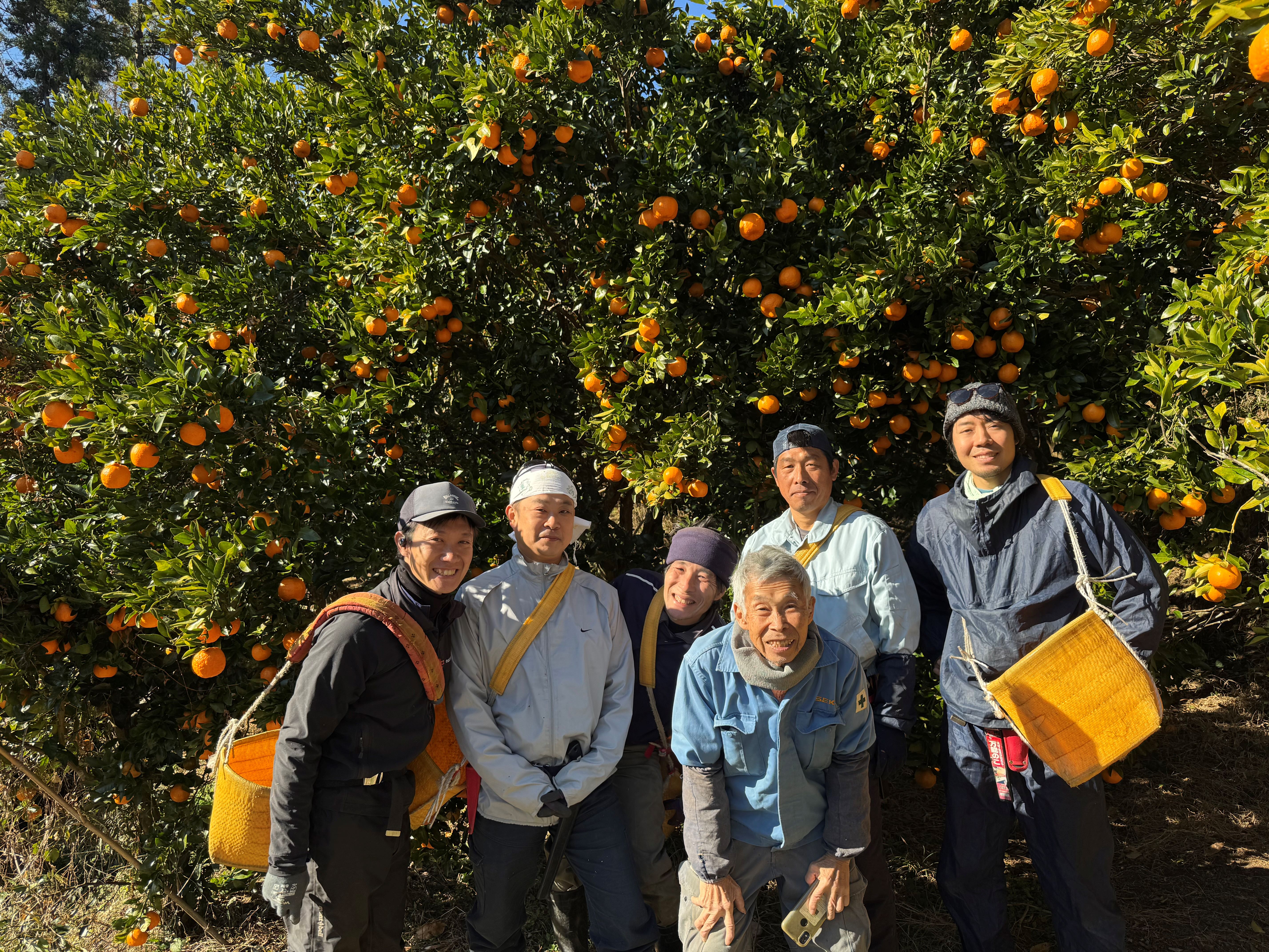 栄久ぽんかん®出荷お知らせ | ポンカン 「三余農園」｜おすすめ 柑橘類